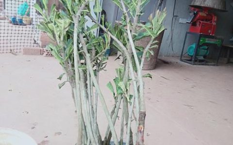 枇杷可以嫁接哪些果树？选对砧木成活率翻倍