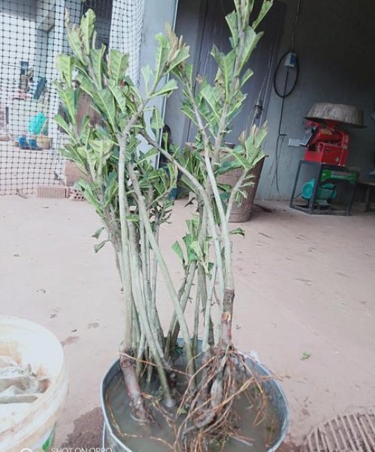 枇杷可以嫁接哪些果树？选对砧木成活率翻倍