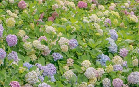 绣球花起源与栽培全攻略：从原产地到家庭养护的精准指南