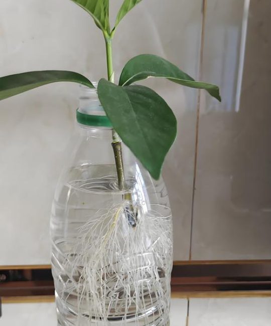 水培栀子花怎么养才开花？6个关键步骤全解析