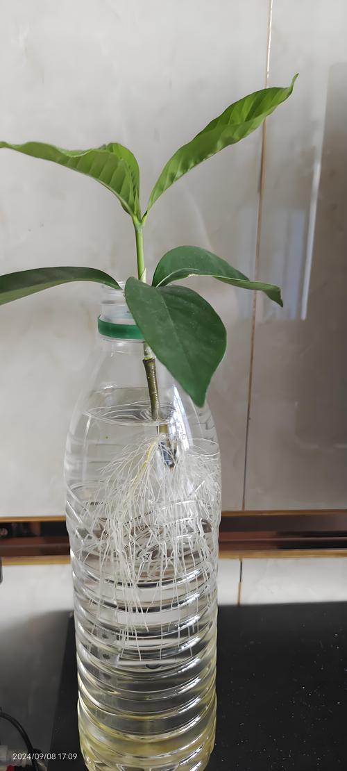 水培栀子花怎么养才开花?6个关键步骤全解析 水培栀子花怎么养才开花?6个关键步骤全解析