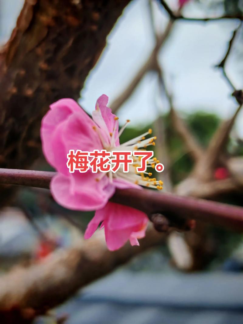 梅花树价格是多少?2025年最新市场参考报价及影响因素分析 四、数量:批发价通常比零售低10%-30%