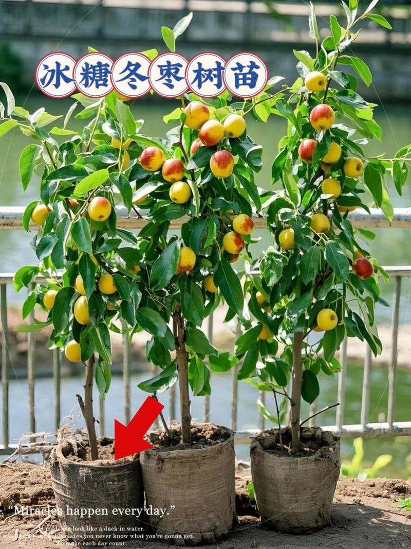 枣树苗哪个好?冬枣、金丝小枣、灰枣6维度对比与采购指南 三、场景化选择建议