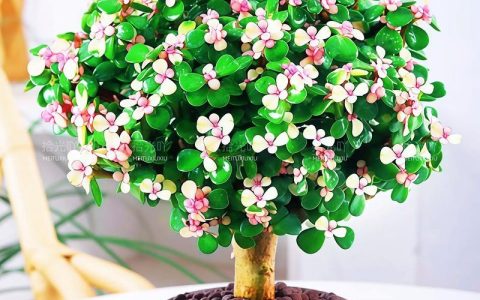 金枝玉叶怎么养才能开花？家庭养护全指南