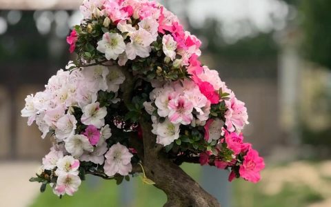 杜鹃花怎么剪枝什么时候剪枝？家庭盆栽养护全指南