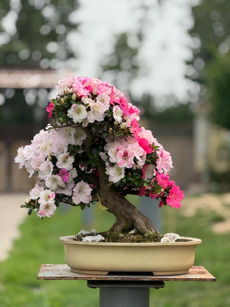 杜鹃花怎么剪枝什么时候剪枝?家庭盆栽养护全指南 杜鹃花怎么剪枝什么时候剪枝?家庭盆栽养护全指南