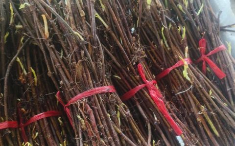 赤芍苗子多少钱一棵？规格、产地与采购量影响报价