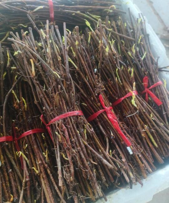 赤芍苗子多少钱一棵？规格、产地与采购量影响报价