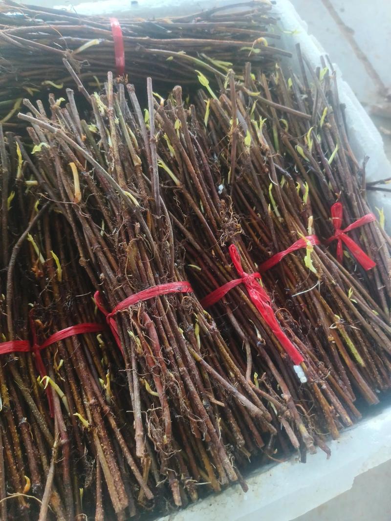 赤芍苗子多少钱一棵?规格、产地与采购量影响报价 赤芍苗子多少钱一棵?规格、产地与采购量影响报价