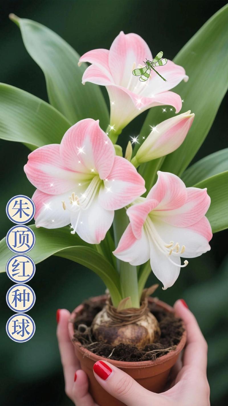 朱顶红小球快速养大全攻略:从米粒到开花球的科学养护方案 朱顶红小球快速养大全攻略:从米粒到开花球的科学养护方案