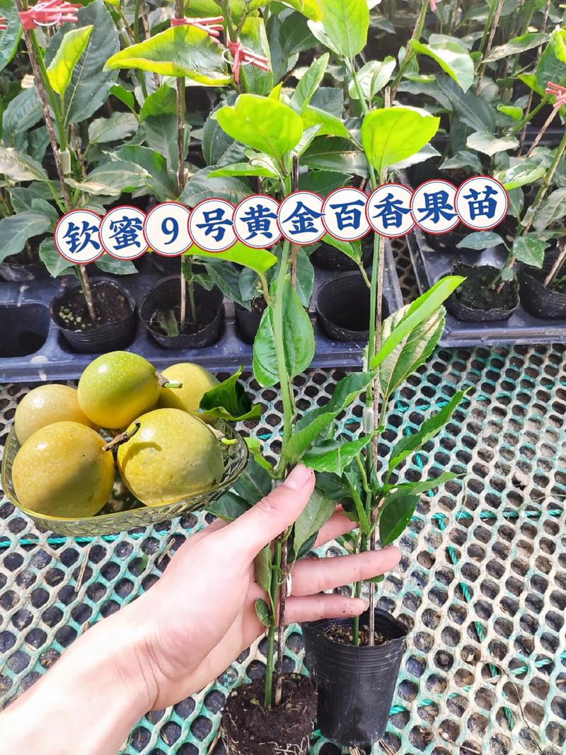 季节因素