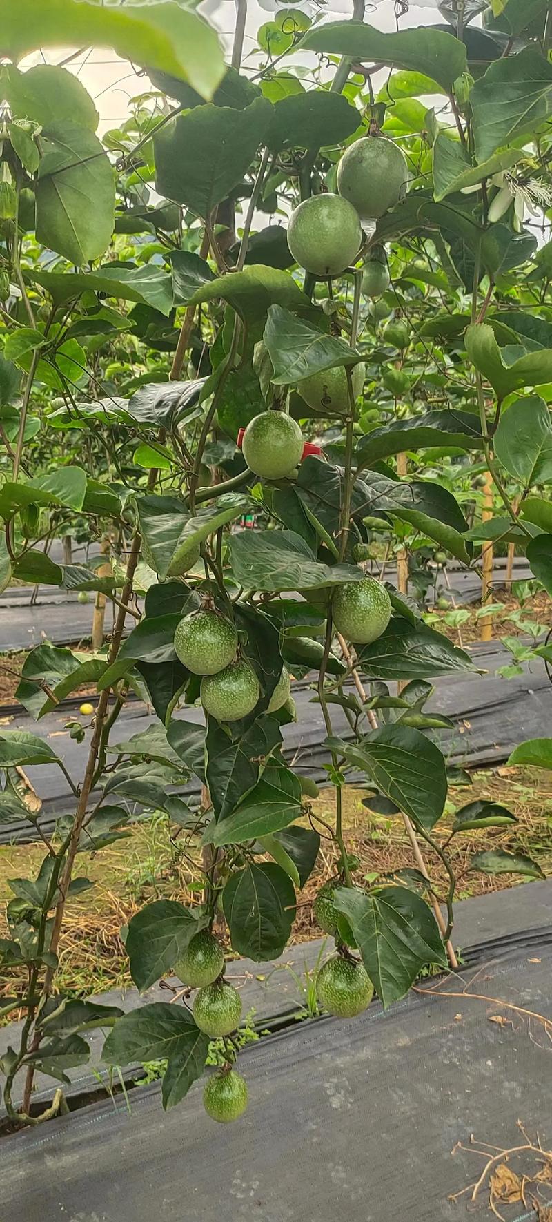 咨询指南