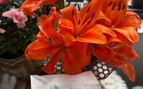百合花开花后为什么要剪掉花蕊？延长花期、减少病害的完整指南
