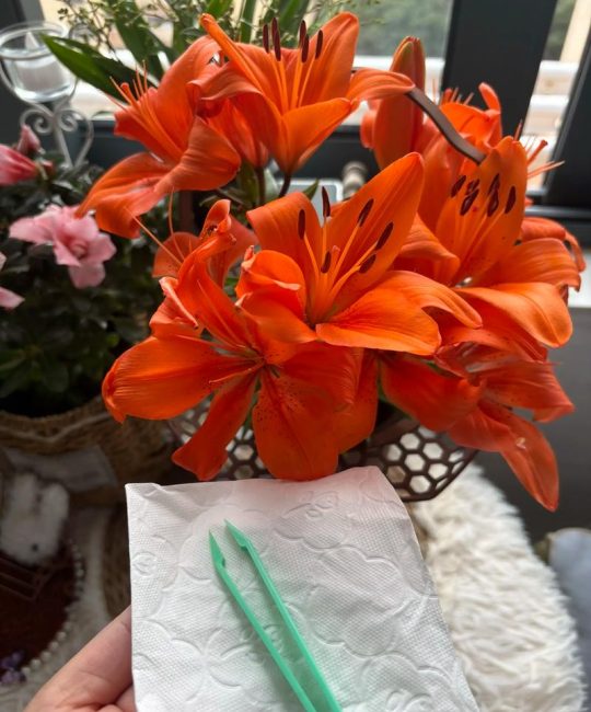 百合花开花后为什么要剪掉花蕊？延长花期、减少病害的完整指南