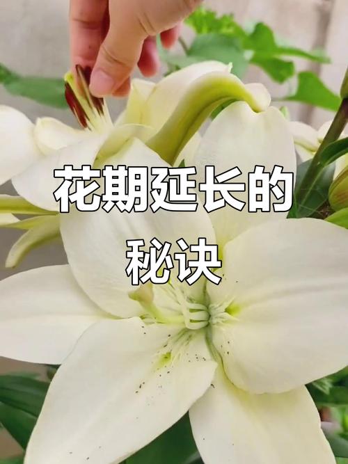 百合花开花后为什么要剪掉花蕊?延长花期、减少病害的完整指南 剪掉花蕊的三大核心原因(生理学与病理学解释)