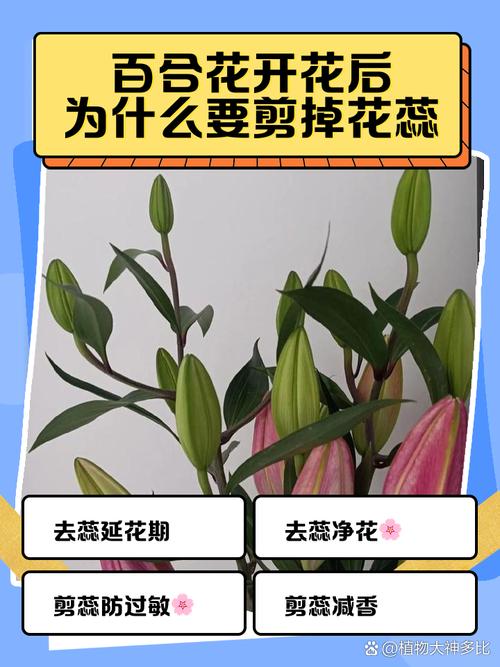 百合花开花后为什么要剪掉花蕊?延长花期、减少病害的完整指南 如何正确剪掉花蕊?操作步骤与参数