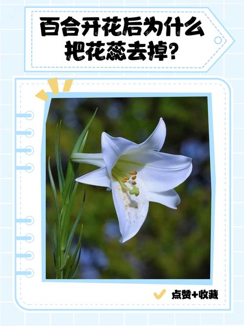 百合花开花后为什么要剪掉花蕊?延长花期、减少病害的完整指南 总结