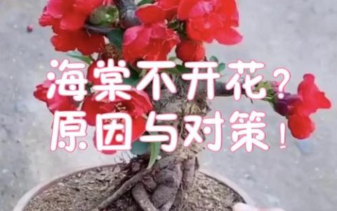 海棠只长叶子不开花？4步排查与补救指南
