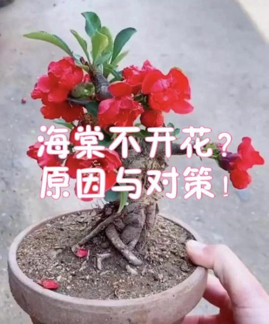 海棠只长叶子不开花？4步排查与补救指南