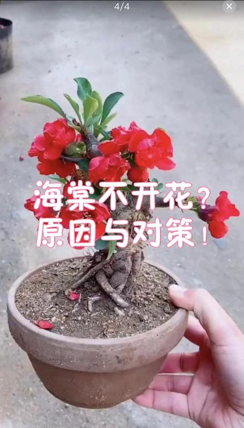 海棠只长叶子不开花?4步排查与补救指南 海棠只长叶子不开花的常见原因