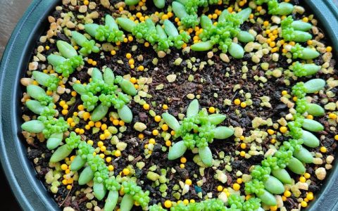 雪花多肉瓶苗多少钱一瓶？2024年价格参考与五大影响因素详解