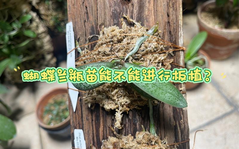 雪花多肉瓶苗多少钱一瓶?2024年价格参考与五大影响因素详解 规格