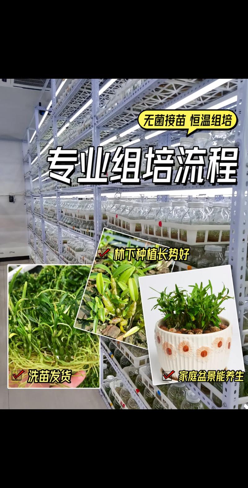 雪花多肉瓶苗多少钱一瓶?2024年价格参考与五大影响因素详解 数量
