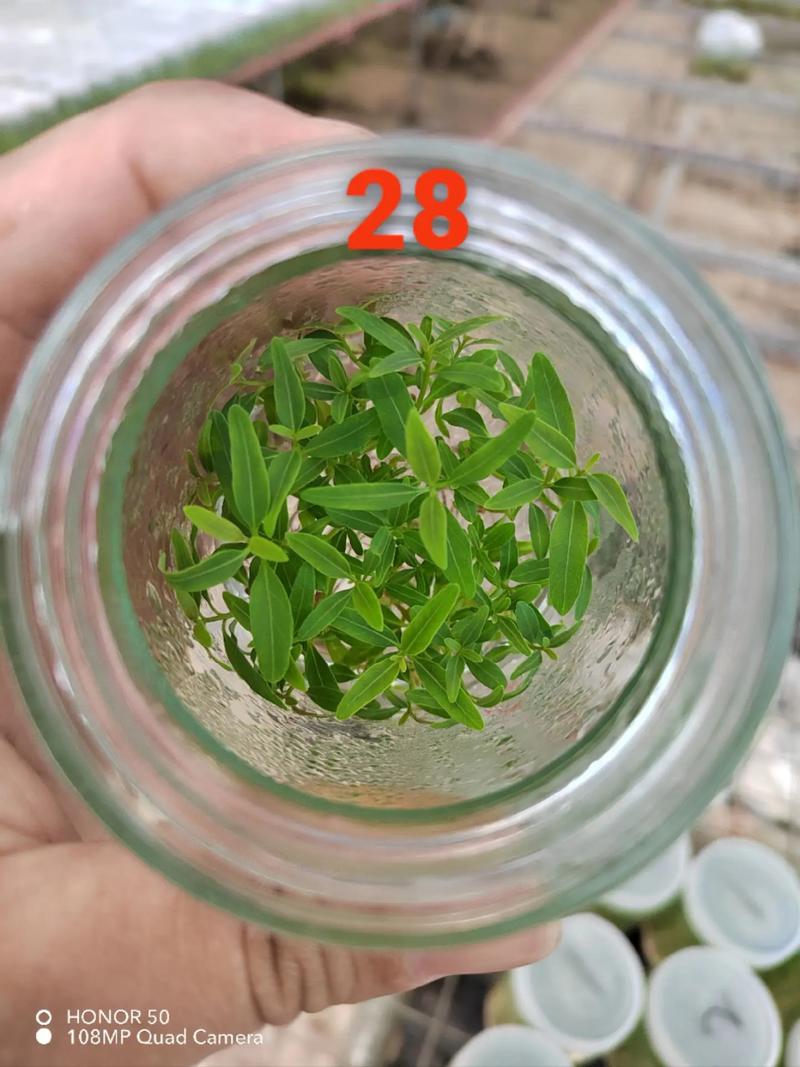 雪花多肉瓶苗多少钱一瓶?2024年价格参考与五大影响因素详解 季节
