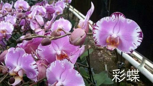 雪花多肉瓶苗多少钱一瓶?2024年价格参考与五大影响因素详解 运输
