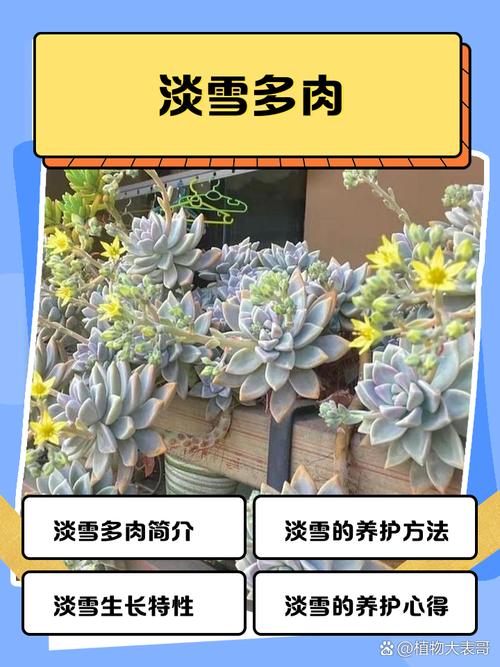雪花多肉瓶苗多少钱一瓶?2024年价格参考与五大影响因素详解 咨询指南