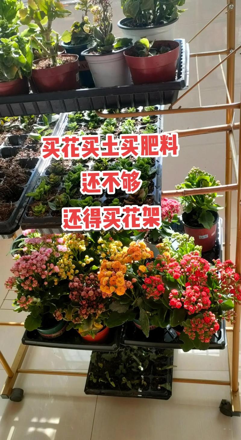 长寿花什么温度扦插?品种差异与精准参数详解 四、成活率影响因素分析与差异放大