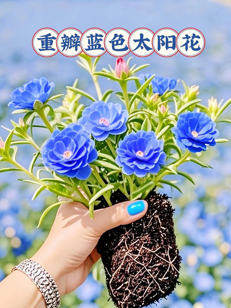 太阳花是死不了花吗?揭秘“死不了”的真相与养护全攻略 常见误区与纠正