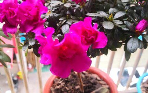 杜鹃花冬天怎么浇水？家庭园艺专家教你科学越冬