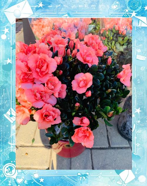 杜鹃花冬天怎么浇水?家庭园艺专家教你科学越冬 越冬越夏:杜鹃花不耐寒,冬季需防冻伤,南方北方差异大