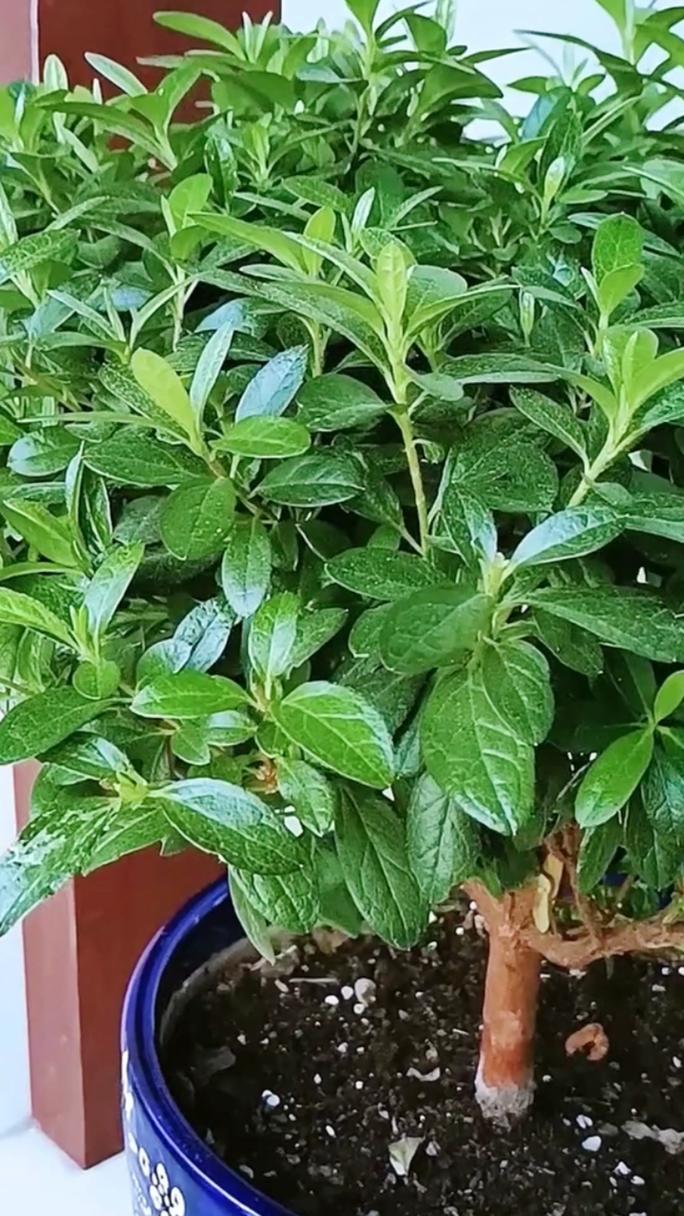 杜鹃花冬天怎么浇水?家庭园艺专家教你科学越冬 换盆/田间管理:冬季不建议频繁换盆,春季回暖时再操作最稳妥