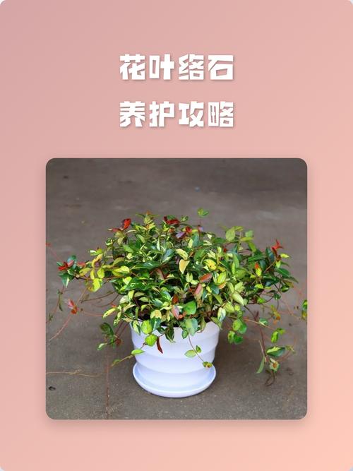 花叶络石扦插全攻略:从基质配置到移栽定植的详细步骤 基质配制与环境参数设定