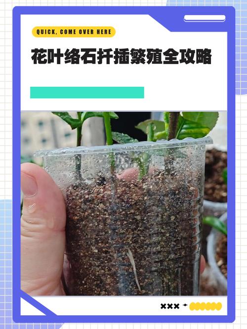 花叶络石扦插全攻略:从基质配置到移栽定植的详细步骤 扦插操作步骤与关键控制点