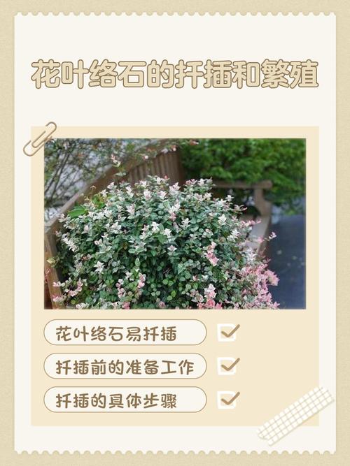 花叶络石扦插全攻略:从基质配置到移栽定植的详细步骤 影响成活率的四大因素与诊断对策