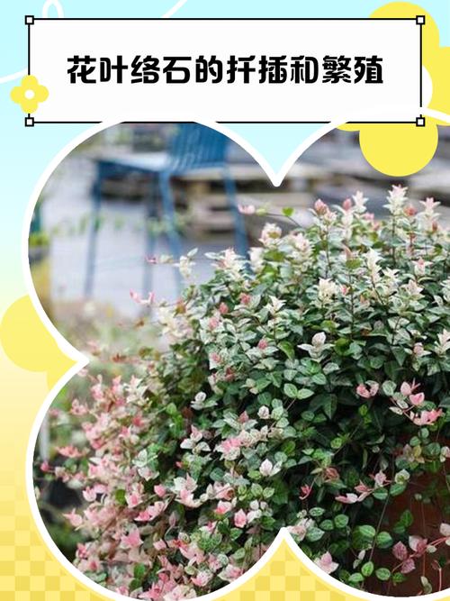花叶络石扦插全攻略:从基质配置到移栽定植的详细步骤 生根后的幼苗管理与移栽决策