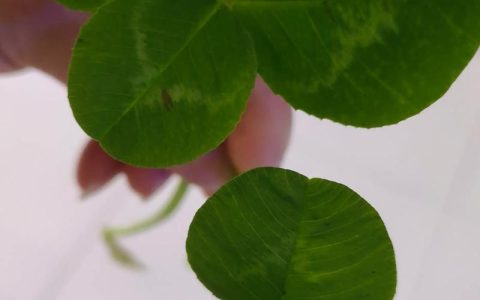 三叶草里面有四叶草吗？揭秘四叶草背后的植物学真相
