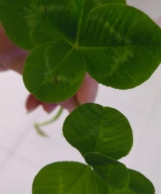 三叶草里面有四叶草吗？揭秘四叶草背后的植物学真相