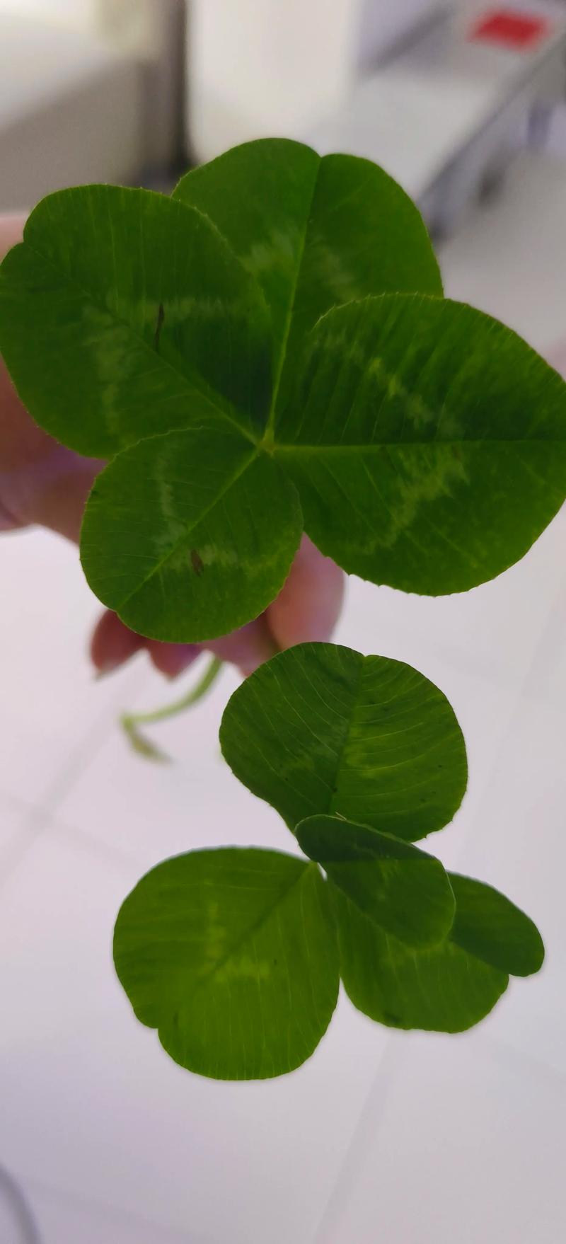 三叶草里面有四叶草吗?揭秘四叶草背后的植物学真相 三叶草到底是什么植物?