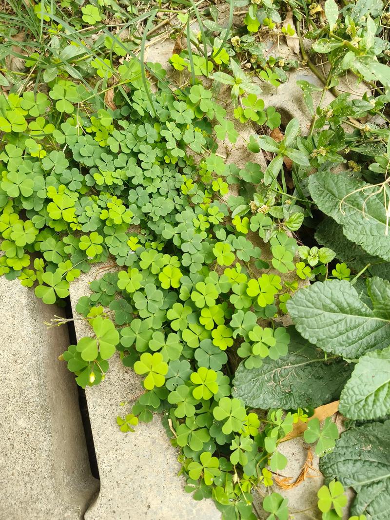 三叶草里面有四叶草吗?揭秘四叶草背后的植物学真相 园艺爱好者如何提高找到四叶草的几率?
