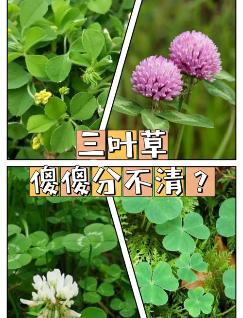 三叶草里面有四叶草吗?揭秘四叶草背后的植物学真相 总结