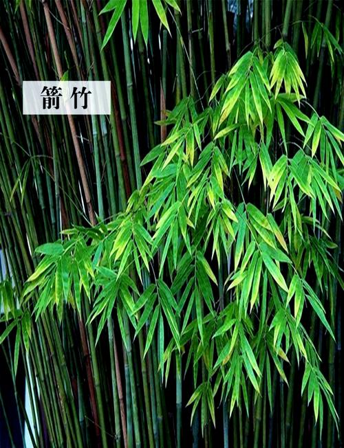 庭院东边种竹子好不好?园艺设计师的科学分析与实用指南 三、 品种推荐与养护方案