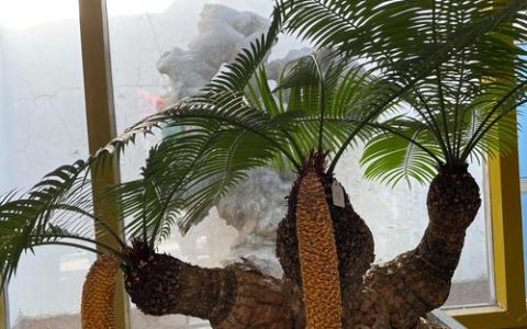 铁树为什么会开花？铁树开花的原因、花期与养护要点详解