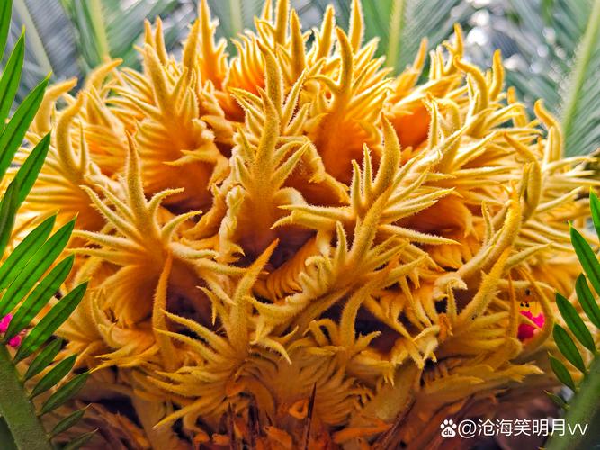 铁树为什么会开花?铁树开花的原因、花期与养护要点详解 常见问题(FAQ)