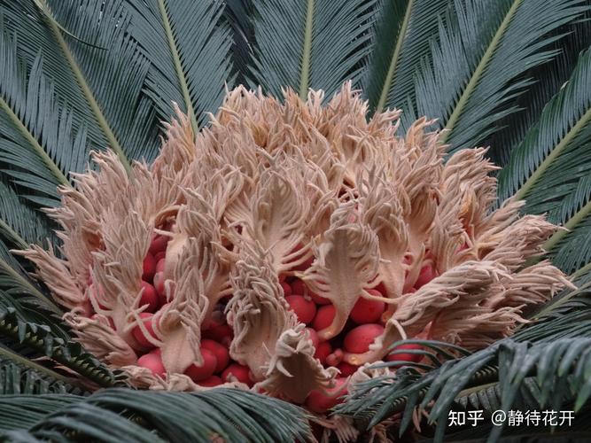 铁树为什么会开花?铁树开花的原因、花期与养护要点详解 总结