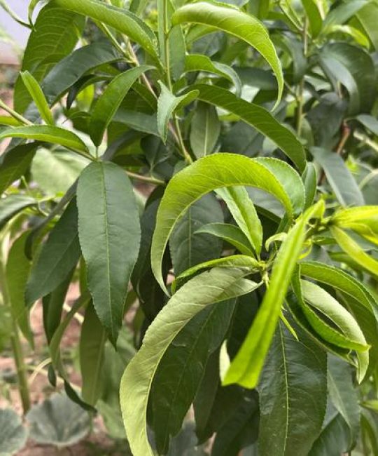 桃树夏天能修剪吗？掌握夏季修剪技巧，提高桃树产量