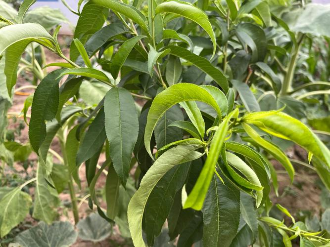桃树夏天能修剪吗?掌握夏季修剪技巧,提高桃树产量 桃树夏天能修剪吗?掌握夏季修剪技巧,提高桃树产量